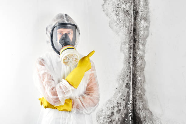 Best Black Mold Removal in Panguitch, UT