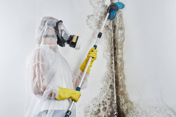 Best Emergency Mold Remediation in Panguitch, UT