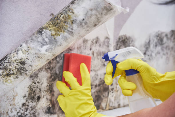 Best Mold Prevention Services in Panguitch, UT